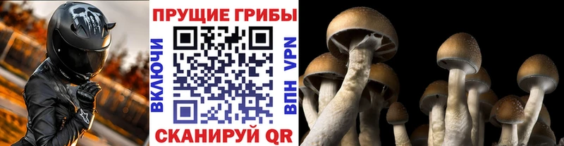 Галлюциногенные грибы прущие грибы  Купить где  Афипский 
